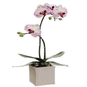 21" Phalaenopsis Orchid Plant in Clay Pot White Orchid (Pack of 2)