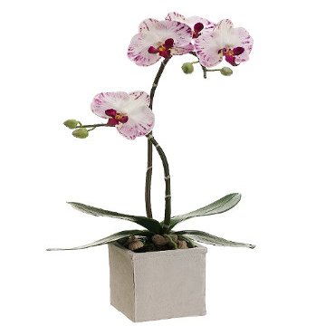 21" Phalaenopsis Orchid Plant in Clay Pot White Orchid (Pack of 2)