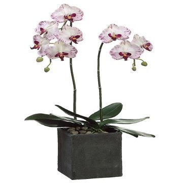28" Phalaenopsis Orchid Plant in Clay Pot White Orchid