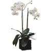 31" Phalaenopsis Orchid Plant in Polyresin Container White Green view 1