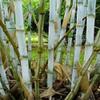 Borinda Macclureana, Live Tibetan Clumping Bamboo, Great Hedge or Specimen. view 1