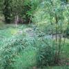 Borinda Macclureana, Live Tibetan Clumping Bamboo, Great Hedge or Specimen. view 2