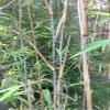 Borinda Macclureana, Live Tibetan Clumping Bamboo, Great Hedge or Specimen. view 3