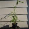 Borinda Macclureana, Live Tibetan Clumping Bamboo, Great Hedge or Specimen. view 4