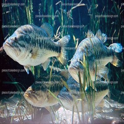1/8 ~ Large Mouth Bass Fish Birthday ~ Edible Cake/Cupcake Topper - d7955