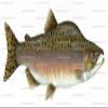 3" ~ Pink Salmon Fish Birthday ~ Edible Cake/Cupcake Topper!!! view 1