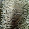 wonderland herbs 1 Kilo (2.2 lb) Dry Transplant Wild Ginseng Root About 20 Years, Almost Complete view 1