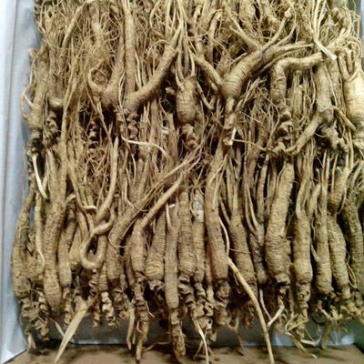 wonderland herbs 1 Kilo (2.2 lb) Dry Transplant Wild Ginseng Root About 15 Years, Almost Complete