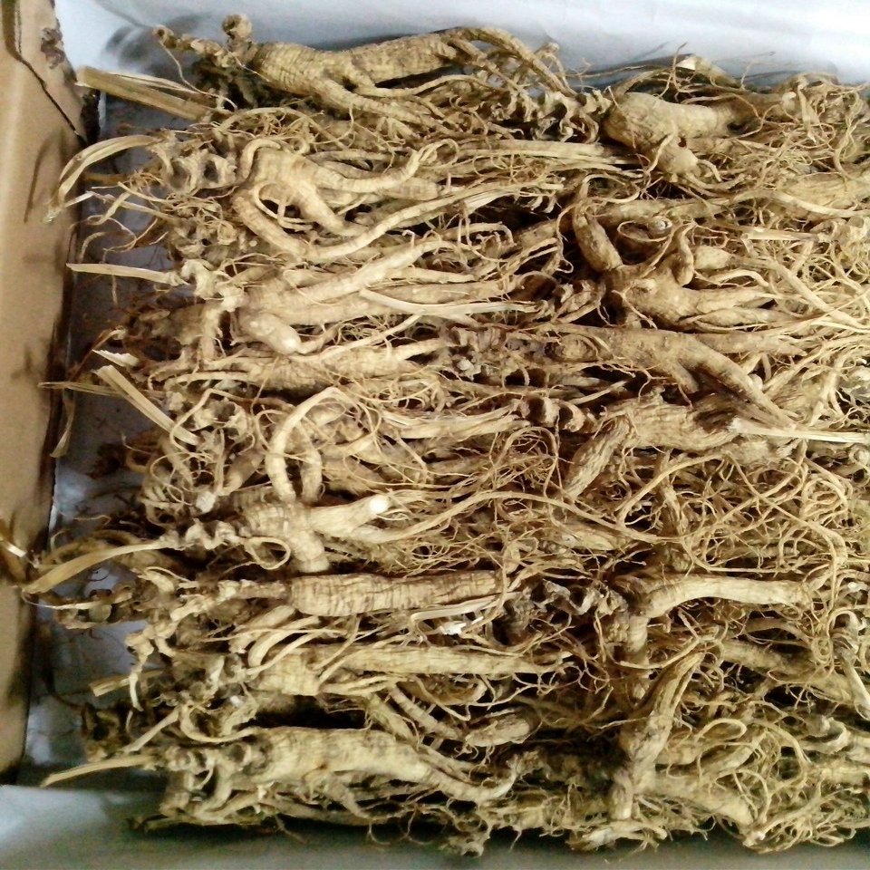 wonderland herbs Dry Transplant Wild Ginseng Root About 15 Years,Almost Complete, 1 Kilo (2.2 lb)
