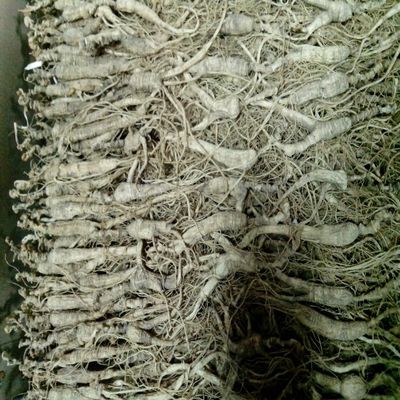 1 Kilo (2.2 lb) Dry Transplant Wild Ginseng Root 14-15 Years, Relative Integrity