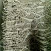 1 Kilo (2.2 lb) Dry Transplant Wild Ginseng Root 14-15 Years, Relative Integrity view 1