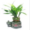 Lucky Bamboo Plant - 10 Stalks view 1
