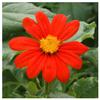 Everwilde Farms - 100 Mexican Sunflower Wildflower Seeds - Gold Vault Jumbo Seed Packet view 3