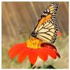 Everwilde Farms - 100 Mexican Sunflower Wildflower Seeds - Gold Vault Jumbo Seed Packet view 4