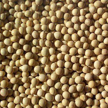 Beans Soybeans 3x 25LB