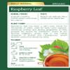 Traditional Medicinals Organic Raspberry Leaf Herbal Tea, Eases Menstrual Cramps & Supports Healthy Pregnancy, (Pack of 1) - 16 Tea Bags view 2