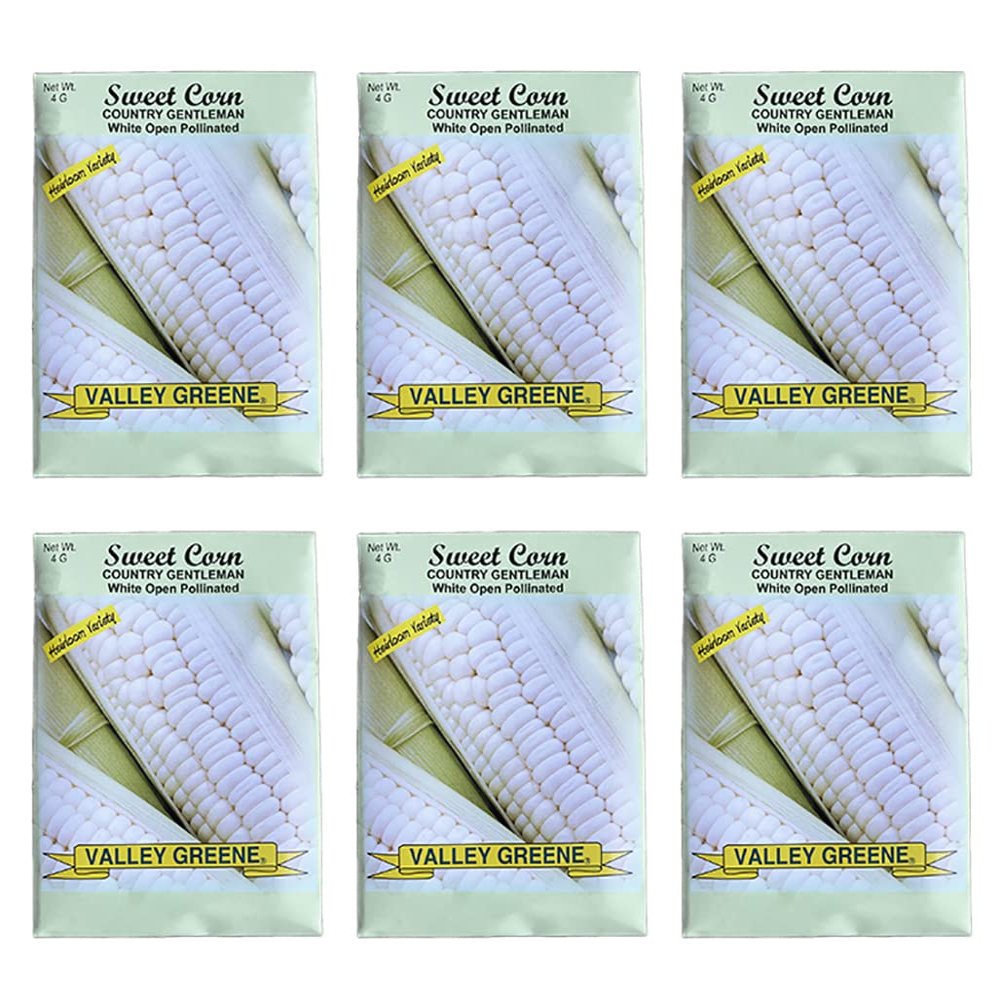 (6 Pack) Sweet Corn Country Gentleman 4 gram Heirloom Variety