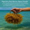 NutriCargo Gigartina Red Marine Algae Powder 500g  Seaweed Powder Bulk, Superfood for Smoothies  Dried Seaweed Organic Algae Powdered view 4