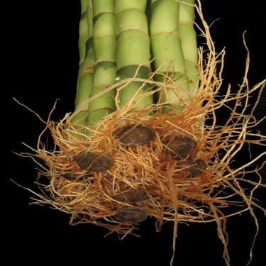 Jmbamboo-10 Stalks of 18 Inches Straight Lucky Bamboo ,Exclusive Design By Jmbamboo