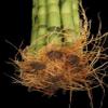 Jmbamboo-10 Stalks of 18 Inches Straight Lucky Bamboo ,Exclusive Design By Jmbamboo view 1