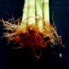 Jmbamboo-10 Stalks of 18 Inches Straight Lucky Bamboo ,Exclusive Design By Jmbamboo view 2