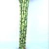 Jmbamboo-10 Stalks of 18 Inches Straight Lucky Bamboo ,Exclusive Design By Jmbamboo view 3