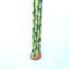 Jmbamboo-10 Stalks of 18 Inches Straight Lucky Bamboo ,Exclusive Design By Jmbamboo view 4