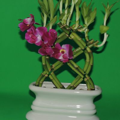 Lucky Bamboo 8 STALKS of 10-11 in Fence W/ 4 in VASE (Palm OR Trellis)