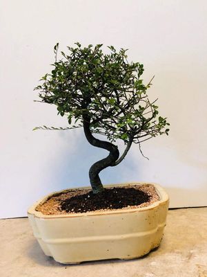 Chinese Elm Bonsai Tree - Large Curved Trunk Style (Ulmus Parvifolia)