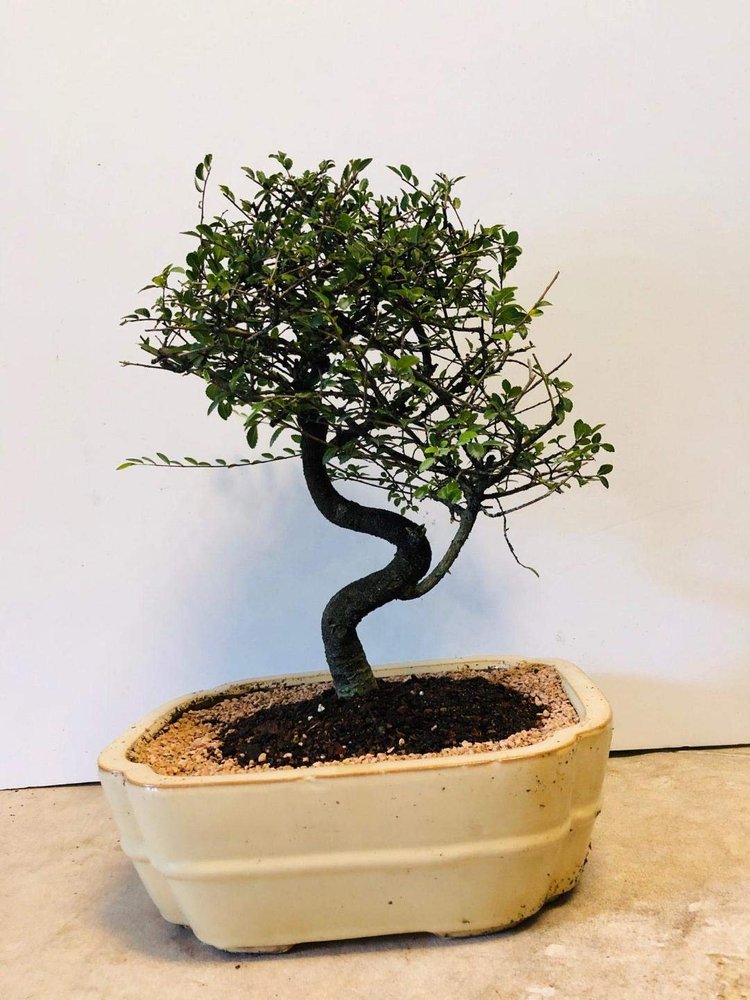 Chinese Elm Bonsai Tree - Large Curved Trunk Style (Ulmus Parvifolia)