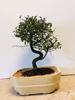 Chinese Elm Bonsai Tree - Large Curved Trunk Style (Ulmus Parvifolia) view 1
