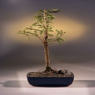 Bald Cypress Bonsai Tree (taxodium distichum)