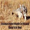 Anxiety-Depression Release Hypnosis CD Hunting in The Woods Ericksonian Metaphor Reduces Anxiety to Promote Peace & Relaxation view 1