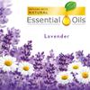 Air Wick Scented Oil Air and Room Freshener Refill, Natural, Essential oils, Lavender and Chamomile, Scent, 1 Refill 0.67 oz (Pack of 16) view 2