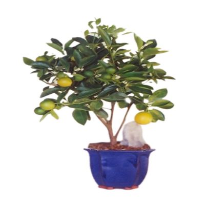 Bonsaiboy Orange Citrus Bonsai Tree Calamondin Orange