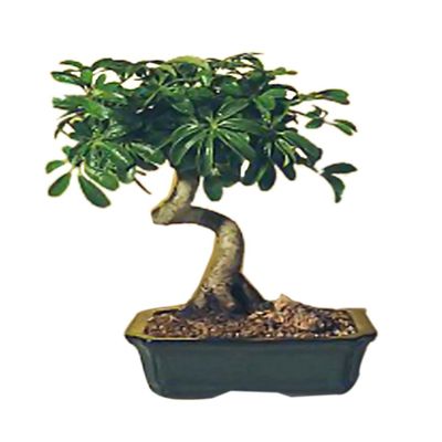 Bonsaiboy Hawaiian Umbrella Bonsai Tree - Medium Coiled Trunk Style Arboricola Schefflera Luseanne