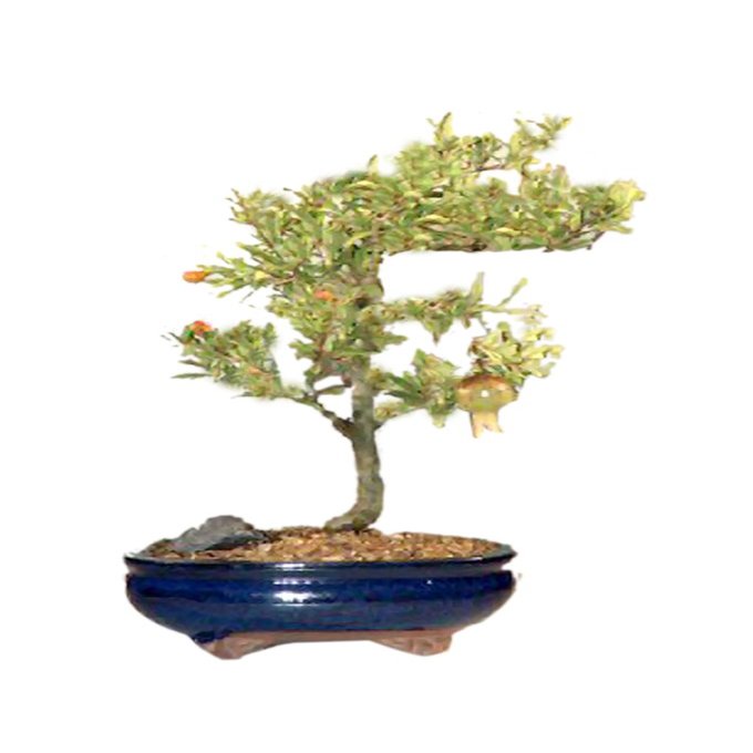 Bonsaiboy Flowering Dwarf Pomegranate - Medium Punica Granatum