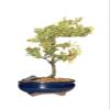 Bonsaiboy Flowering Dwarf Pomegranate - Medium Punica Granatum view 1