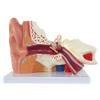 Axis Scientific Human Ear Model, 5 Times Enlarged 4 Dimensional Model with 3 Parts Showing Major Regions of The Ear  Includes Base, Detailed Product Manual view 1