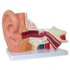 Axis Scientific Human Ear Model, 5 Times Enlarged 4 Dimensional Model with 3 Parts Showing Major Regions of The Ear  Includes Base, Detailed Product Manual view 3