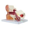 Axis Scientific Human Ear Model, 5 Times Enlarged 4 Dimensional Model with 3 Parts Showing Major Regions of The Ear  Includes Base, Detailed Product Manual view 4