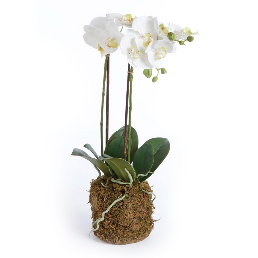 Napa Home & Garden 23" Phalaenopsis Orchid Faux Drop-in Flower Floral Plant Root Ball All Seasons Spring Summer Home Living Room Coffee Table End Table Bedroom Kitchen Sunroom Office Table Tabletop