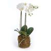 Napa Home & Garden 23" Phalaenopsis Orchid Faux Drop-in Flower Floral Plant Root Ball All Seasons Spring Summer Home Living Room Coffee Table End Table Bedroom Kitchen Sunroom Office Table Tabletop view 1