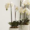 Napa Home & Garden 23" Phalaenopsis Orchid Faux Drop-in Flower Floral Plant Root Ball All Seasons Spring Summer Home Living Room Coffee Table End Table Bedroom Kitchen Sunroom Office Table Tabletop view 2