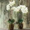 Napa Home & Garden 23" Phalaenopsis Orchid Faux Drop-in Flower Floral Plant Root Ball All Seasons Spring Summer Home Living Room Coffee Table End Table Bedroom Kitchen Sunroom Office Table Tabletop view 3