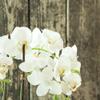 Napa Home & Garden 23" Phalaenopsis Orchid Faux Drop-in Flower Floral Plant Root Ball All Seasons Spring Summer Home Living Room Coffee Table End Table Bedroom Kitchen Sunroom Office Table Tabletop view 4