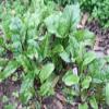 Beets, Detroit Dark Red, Heirloom, 25+ Seeds, Tender and Sweet, Deep Red, Country Creek Acres view 2