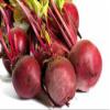 Beets, Detroit Dark Red, Heirloom, 25+ Seeds, Tender and Sweet, Deep Red, Country Creek Acres view 3