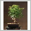 Indoorbonsaiexotics Small Coiled Umbrella Beginner Bonsai Tree (Indoors) view 1