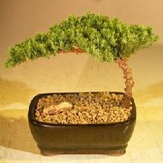 Bonsai Boy Juniper Bonsai Tree-Small Juniper Procumbens nana